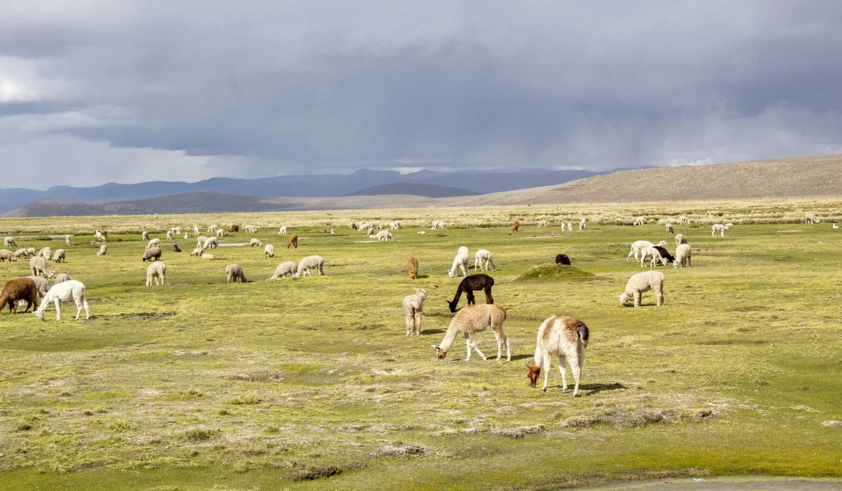 Colca Conventional Two Days