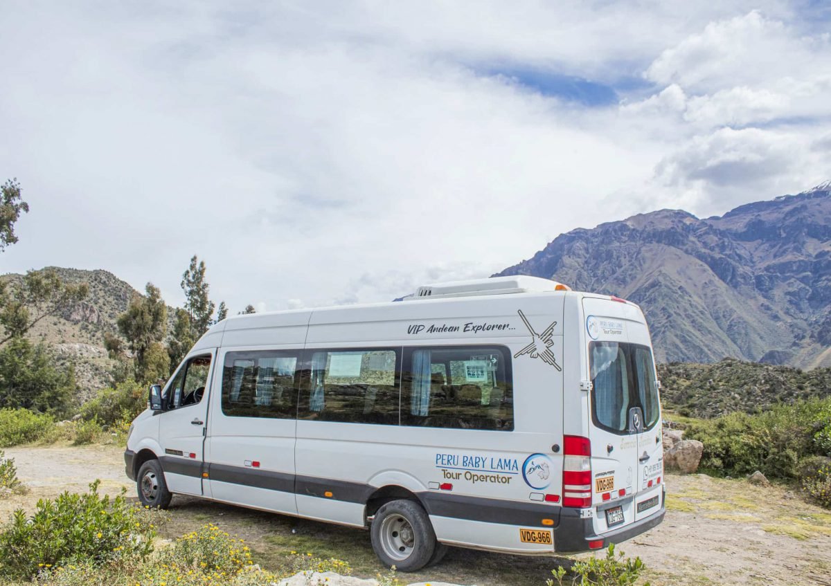 colca arequipa tour peru peru baby lama (77)